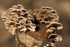 Klanolístka obecná (Schizophyllum commune) – Tomasz Klejdysz / Shutterstock