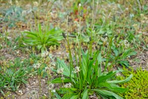 Jitrocel kopinatý (Plantago lanceolata) – tm_zml/Shutterstock