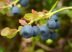 Borůvka černá (Vaccinium myrtillus) – Maryna Pleshkun/Shutterstock