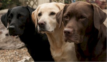 Labrador retriever – claire norman/Shutterstock