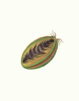 Afroditka plstnatá (Aphrodita aculeata), realistická ilustrace – Ekaterina Gerasimchuk / Shutterstock