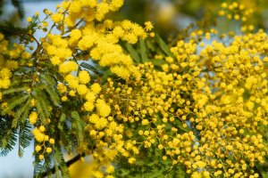 Kvetoucí mimoza (Acacia pycnatha), Itálie – OllyPlu / Shutterstock