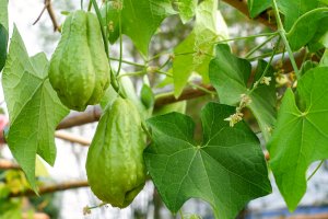 Čajot (Sechium edule) – Oporty786 / Shutterstock