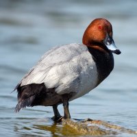 Polák velký – WildlifeWorld / Shutterstock