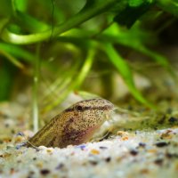 Sekavec písečný (Cobitis taenia) zahrabaný do písku před příchodem špatného počasí – Aleron Val / Shutterstock