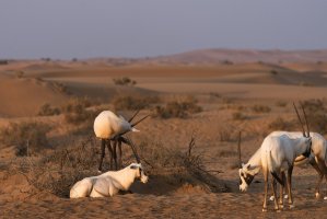 Přímorožec onyx (Onyx gazella) – jjaf / Shutterstock