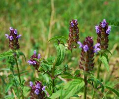 Černohlávek obecný (Prunella vulgaris) – ArtKio/Shutterstock