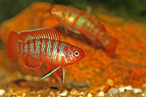 Ostnáč červený (Dario dario) z rodu ostnáčů – Karel Zahradka / Shutterstock