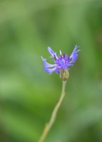 Kvetoucí locika tatarská (Mugledium tataricum) – ASGOLD / Shutterstock