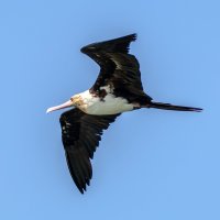 Fregatka Andrewsova (Fregata andrewsi)  – lessysebastian / Shutterstock