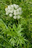 Rozpuk jízlivý (Cicuta virosa) – Irina Borsuchenko/Shutterstock