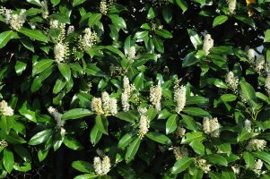 Bobkovišeň lékařská (Prunus laurocerasus) – Carmen Hauser / Shutterstock