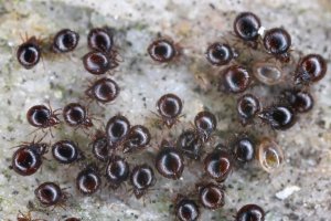 Roztoči z podřádu pancířníků, detail – Tomasz Klejdysz / Shutterstock