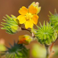 Mračňák (Abutilon theophrasti) – Emilio100/Shutterstock