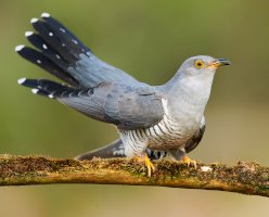 Kukačka obecná (Cuculus canorus) – Piotr Krzeslak/Shutterstock