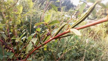 Corchorus capsularis – Snehalata/Shutterstock