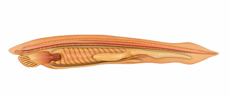Kopinatec plžovitý (Brachiostoma lanceolatum) z třídy bezlebečných, ilustrace – sciencepics / Shutterstock