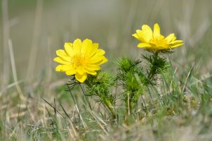 Hlaváček jarní (Adonis vernalis) – Cristian Gusa/Shutterstock