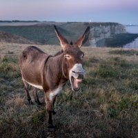 Osel – Photo by Ansgar Scheffold on Unsplash
