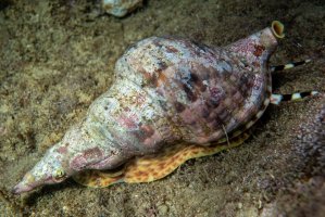 Tritónka indická (Charonia tritonis) – Sve82 / Shutterstock