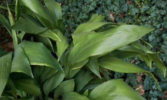 Aspidistra elatior – Profimedia.cz