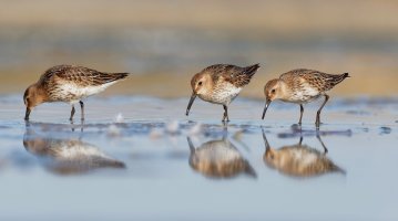Jespák obecný (Calidris alpina) z čeledi lyskonohovitých (syn. slukovitých) – Toni Genes / Shutterstock