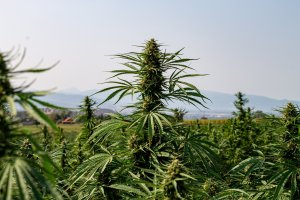 Samiččí rostliny konopí (Cannabis sativa), pěstované za účelem získávání CBD, Oregon (USA) – MJ Bowie / Shutterstock