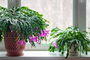 Kvetoucí vánoční kaktus (Epiphyllum  Schlumbergera truncata) – Nadya So / Shutterstock