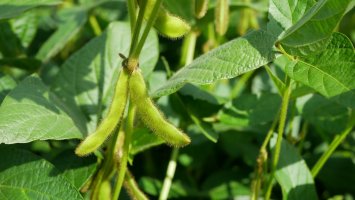 Sója luštinatá (Glycine max), detail rostliny s listy a semeny v lusku – Tomas Vynikal / Shutterstock