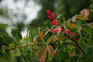 Hořkoň obecná (Quassia amara) z čeledi simarubovité, detail kvetoucí větvičky – samran viriyavijai / Shutterstock