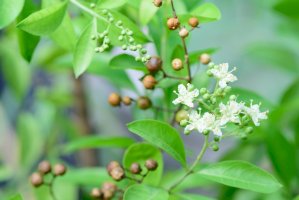 Henovník bílý (Lawsonia inermis) – pisitpong2017/Shutterstock