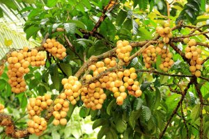 Lansium domesticum – kungverylucky / Shutterstock