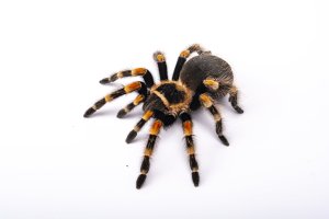 Sklípkan Smithův (Brachypelma smithi), dobře patrná makadla, která vypadají jako zkrácené končetiny – Vasyl Hubar / Shutterstock