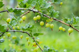 Srstka angrešt (Grossularia uva crispa), větvička s plody – PromKaz / Shutterstock