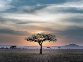 Serengeti, Tanzánie – Photo by Hu Chen on Unsplash