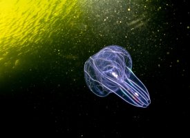 Žebernatka laločnatá (Bolinopsis infundibulum) – Aleksei Miroliubov / Shutterstock