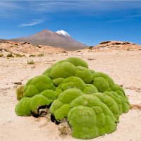 Azorela nahloučená (Azorella compacta) – Puhlmann Photography/Shutterstock