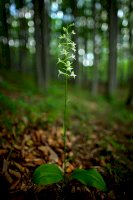 Vemeník dvoulistý (Platanthera bifolia) – Ondrej Prosicky/Shutterstock