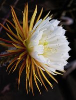 Selenicereus grandiflorus, květ – sebos / Shutterstock