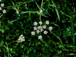 Hladýš pruský (Laserpitium prutenicum) – Sadik Yalcin/Shutterstock