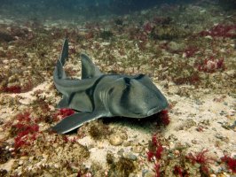 Různozubec portjacksonský (Heterodontus portusjacksoni) z podtřídy příčnoústých – Dirk van der Heide / Shutterstock