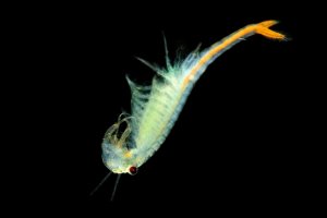 Žábronožka letní (Branchipus schaefferi) – Martin Pelanek / Shutterstock
