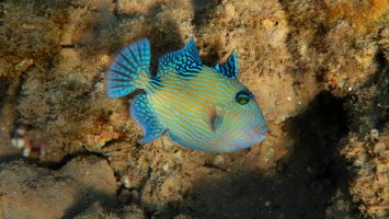 Ostenec modrý (Pseudobalistes fuscus) – Alina Maieru / Shutterstock