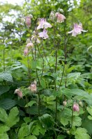 Orlíček obecný (Aquilegia vulgaris) – Bildagentur Zoonar GmbH/Shutterstock