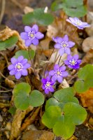 Jaterník podléška (Hepatica nobilis) – Ole Schoener/Shutterstock