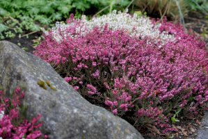 Vřesovec pleťový (Erica carnea) – R. Maximiliane/Shutterstock
