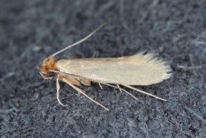 Mol šatní (Tineola bisselliella) – Tomasz Klejdysz / Shutterstock