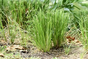 Zlatovous draslavý (Vetiveria zizanioides) – wasanajai / Shutterstock