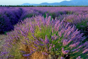 Levandule lékařská (Lavandula angustifolia) – Oleg Znamenskiy/Shutterstock