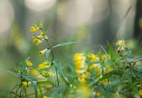 Černýš luční (Melampyrum pratense) – Henrik Larsson/Shutterstock